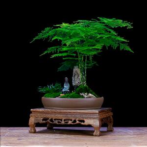 日本ld日本xv文竹盆栽山水造型假山盆景植物室内客厅办公桌云竹四