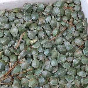 巴西龟活体宠物龟苗观赏小乌龟红耳龟淡水龟呆萌可爱摆摊工厂直销