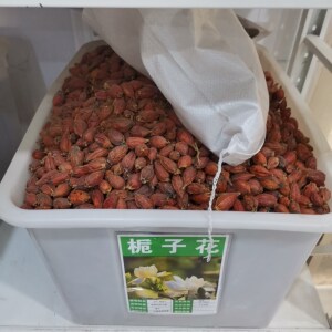 黄栀子栀子花种盆栽种子四季花卉大叶牡丹白无尽雪庭院多年生种籽