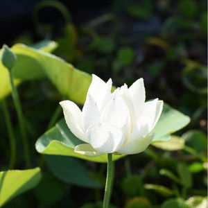 小金莲萌宝荷花苑真小微型迷你荷花碗莲睡莲种子藕水生植物花卉种