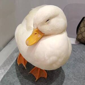 鸭子活宠物宠物鸭活物纯种柯尔鸭幼崽可达鸭活体科尔鸭孵化蛋活苗