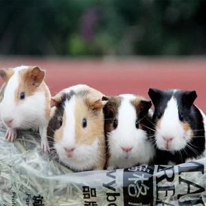 自家繁殖儿童宠物荷兰猪活体豚鼠活物宿舍天竺鼠温顺粘人乖保活