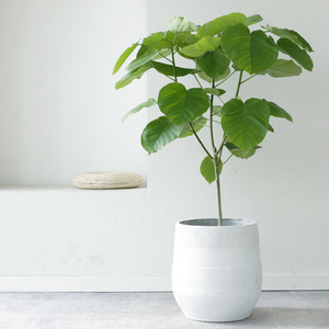 花飞行爱心榕网红北欧风植物日本心叶榕室内客厅易养真绿植大盆栽