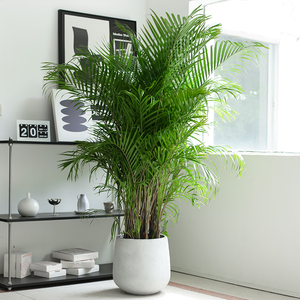 散尾葵盆栽凤尾竹室内客厅办公室大型绿植盆景椰子夏威夷花卉植物