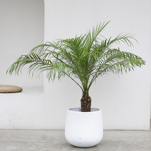 针葵盆栽绿植客厅办公室盆景北欧风针叶葵植物室内除甲醛净化空气