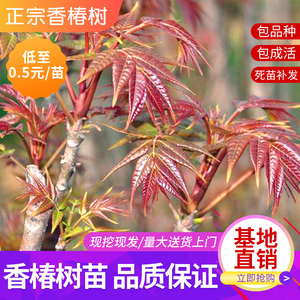 香椿树苖红油香椿苗绿油香椿苗盆栽地栽南方北方种植食用香椿带土