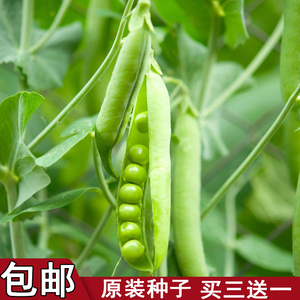甜脆青豌豆种子豌豆种籽台湾长寿豆仁碗豆孑老品种碗豆种籽菜籽