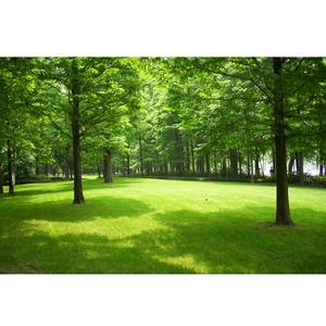 树木树林自然风景装饰壁画绿色森林公园草地护眼海报书房宿舍墙贴