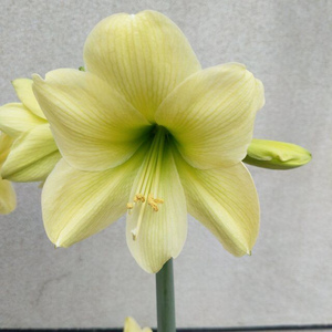 南非柠檬冰糕朱顶红