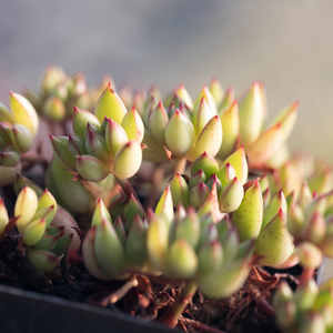 黄金雨多肉植物山东大棚农户直发办公室阳台花卉绿植盆栽皮实好养