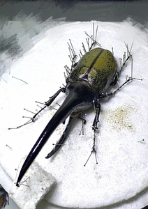 长戟大兜虫锹甲花金龟巨型甲虫童年宠物活体标本,预售九月下旬