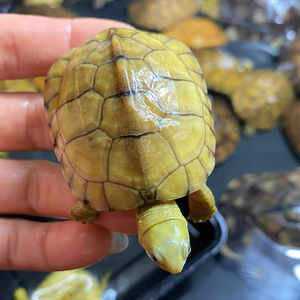 黄喉拟水龟公母区分图图片