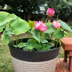 荷花盆栽大型观赏荷花苗水养莲藕苗碗莲根茎莲花盆栽荷花莲藕种苗