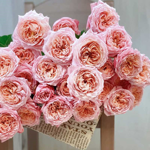 朱丽叶塔月季盆栽月季大苗带花苞发货四季开花室内外庭院阳台盆栽