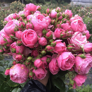 艾拉绒球月季花苗灌木耐热开花机器丰花可灌可藤本抗病粉色包对版