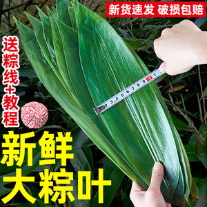 粽子叶新鲜大号免邮箬叶苗端午节专用大码包粽子的叶子商用批发