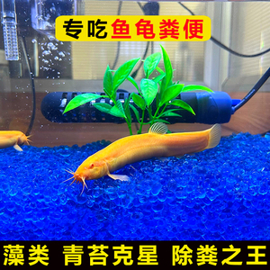 黄金小泥鳅清道夫淡冷水热带型斑马红绿灯观赏斗河豚原生龙鱼活苗
