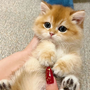 金渐层幼猫咪活物纯种蓝金英短长毛宠物小奶猫崽幼体家庭血统猫舍
