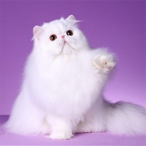 波斯猫宠物纯白色