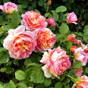 嘉年华/切花玫瑰月季花苗红黄色条纹大花阳台庭院四季开花卉盆栽