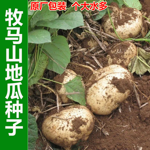 牧马山地瓜种子特大沙葛凉薯种籽甜脆白土瓜水果地瓜凉茹蔬菜种孑