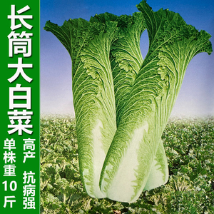 长筒白菜种籽太原二青直筒高桩青麻叶大白菜青口白农家蔬菜种子孑