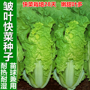 夏季耐热快菜种籽多叶皱叶小白菜速生娃娃菜黄心白四季蔬菜种子孑