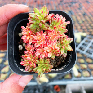 00f512106155hyn淘宝仙童唱 多肉法师莲花掌 多头老桩 满38全国包邮