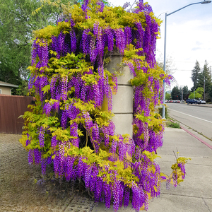 紫藤花树苗爬藤植物庭院围墙四季开花盆栽花苗绿植花卉藤蔓紫藤萝