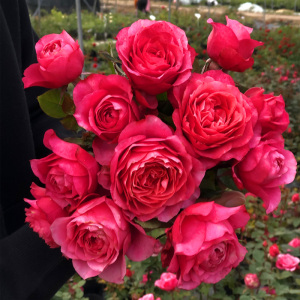 永远的马焦雷 月季花苗四季开大花微月浓香玫瑰 阳台花园花卉盆栽