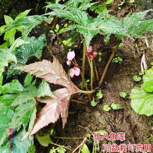 贵州草药厚叶秋海棠 新鲜现采中药材红八角莲 盆栽花卉观赏绿植