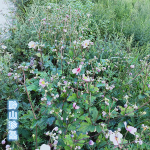 野棉花中药材打破碗碗花秋牡丹根晒干大火庭院阳台草新鲜绿植盆栽