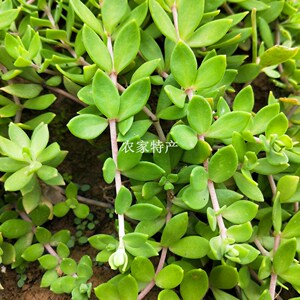 新鲜中草药瓜子草鼠牙半枝莲垂盆草狗牙半支狗牙瓣支石指甲佛指甲