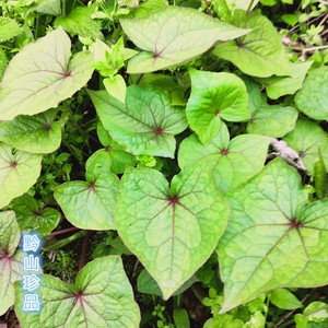 野苦荞荞麦三七开金锁苦荞头野南荞新鲜野荞叶野荞根现挖现发