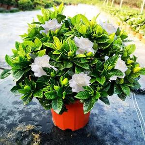 独杆大叶牡丹栀子花盆栽带花苞室内阳台花卉庭院树苗大棵植物易活