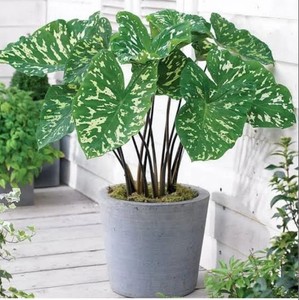 8031人付款淘宝泰国稀有热带观叶植物彩叶芋美人斑五彩芋室内盆栽植物