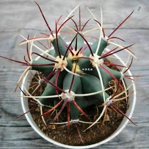 江守玉开花仙人球 强刺仙人球 品种仙人球 室内花卉净化空气