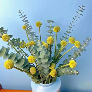 尤加利叶黄金球