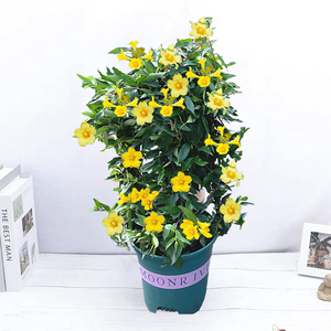 法国香水藤盆栽带花苞植物茉莉花室内卧室盆栽爬藤植物法国藤蔓苗