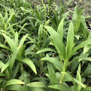 春石斛兰 小蓝莓 盆栽带花石斛美花石斛盆栽花卉苗绿