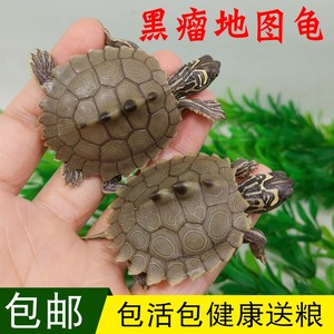 黑瘤地图苗活体乌龟深水龟进口地图宠物龟密西西比水龟观赏龟包邮