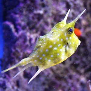 000人付款淘宝牛角鲀海水鱼可爱卖萌活体嘟嘟鱼河豚鱼