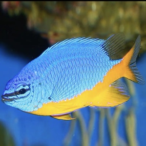 黄尾蓝魔青魔黄肚蓝黄金丝红三点白丝绒魔类雀鲷闯缸鱼海水鱼活体