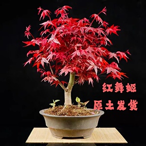 红舞姬原生红枫盆景老桩黄金枫阳台办公室庭院树苗造型树四季耐寒