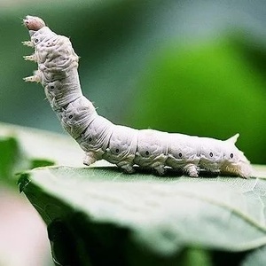 蚕卵家蚕春蚕活蚕1-2龄小蚕宝宝彩色蚕学生养蚕桑蝉卵工具桑叶