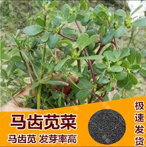 马食菜种子-淘宝拼多多热销马食菜种子货源拿货 - 阿里巴巴货源