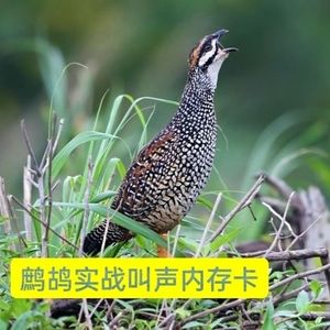 鹧鸪鸟叫声鸟音卡实战叫声拍摄观赏鸟音tf/sd内存卡
