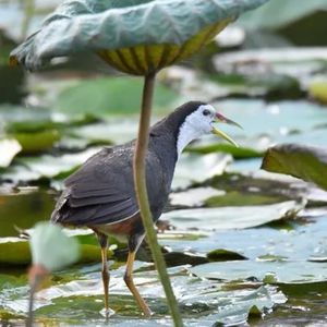 白面水鸡专用卡,户外观赏拍摄音卡/公母日夜用一起发/加密内存卡