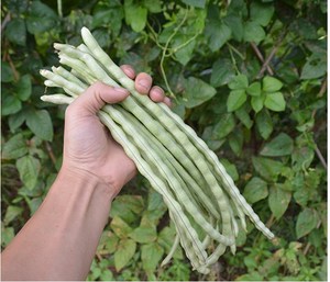 八月豆角种子 红豇豆 无架豆籽四季豆扁豆刀豆芸玉豆甜豌豆蔬菜