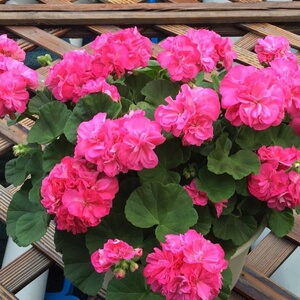 丽丽天竺葵直立天重彩小天使阳台庭院办公室绿植盆栽